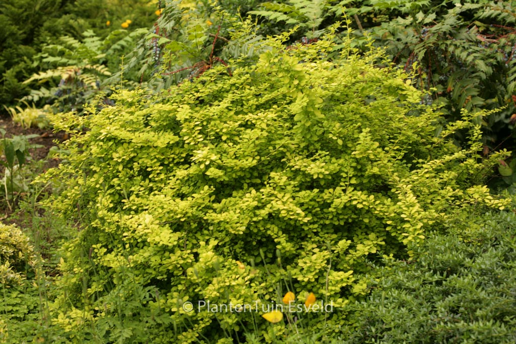 Berberis thunbergii ‘Aurea’