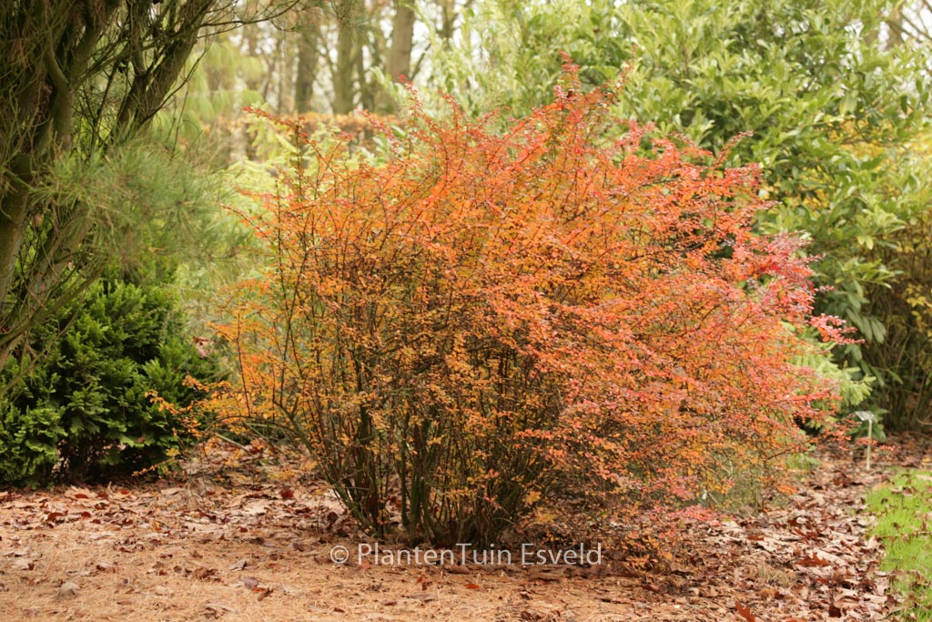 Berberis thunbergii ‘Golden Ring’