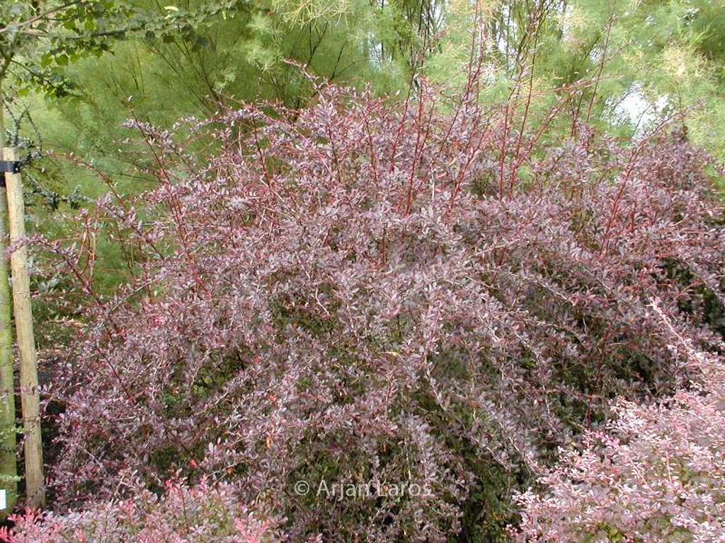 Berberis thunbergii ‘Red Chief’