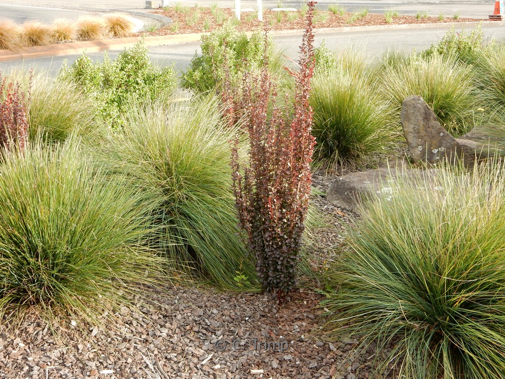 Berberis thunbergii ‘Red Pillar’
