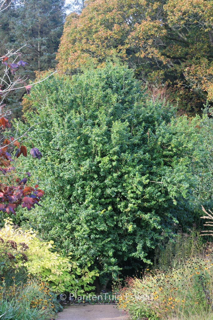 Berberis valdiviana