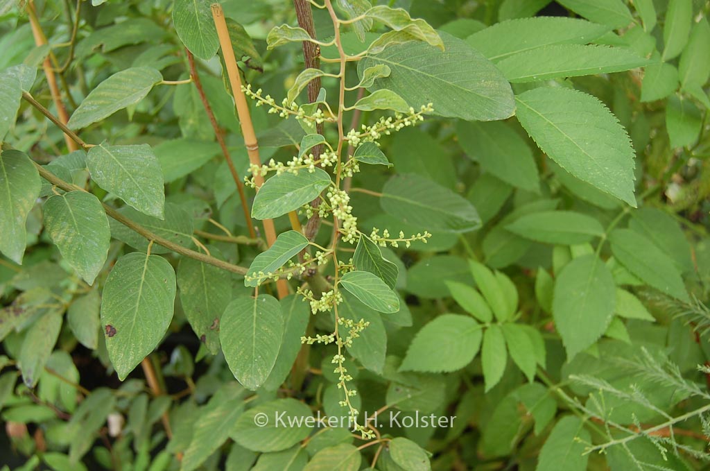 Berchemia yunnanensis