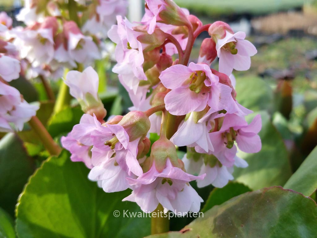 Bergenia ‘Baby Doll’