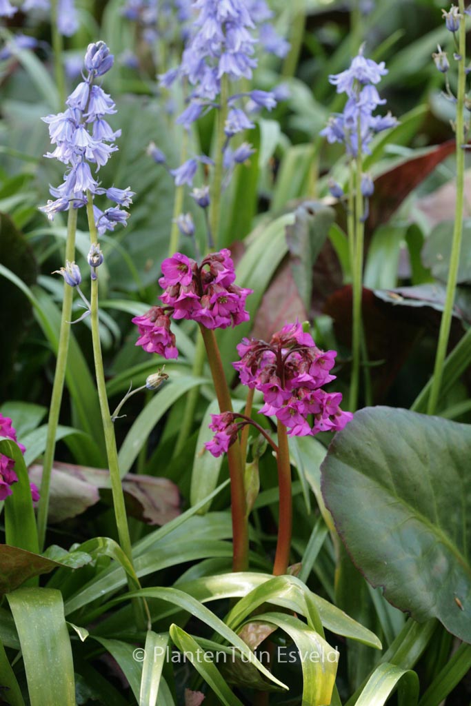 Bergenia ‘Bressingham Ruby’