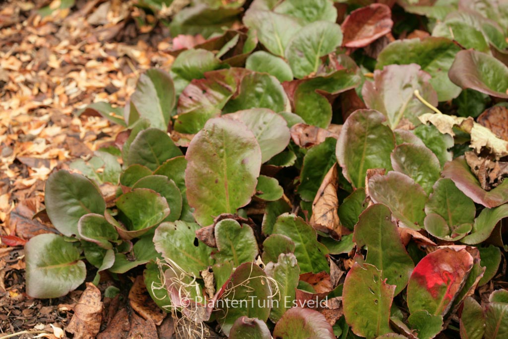 Bergenia ‘Bressingham White’
