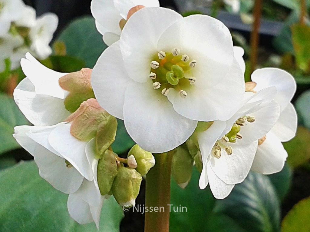 Bergenia ‘Jelle’