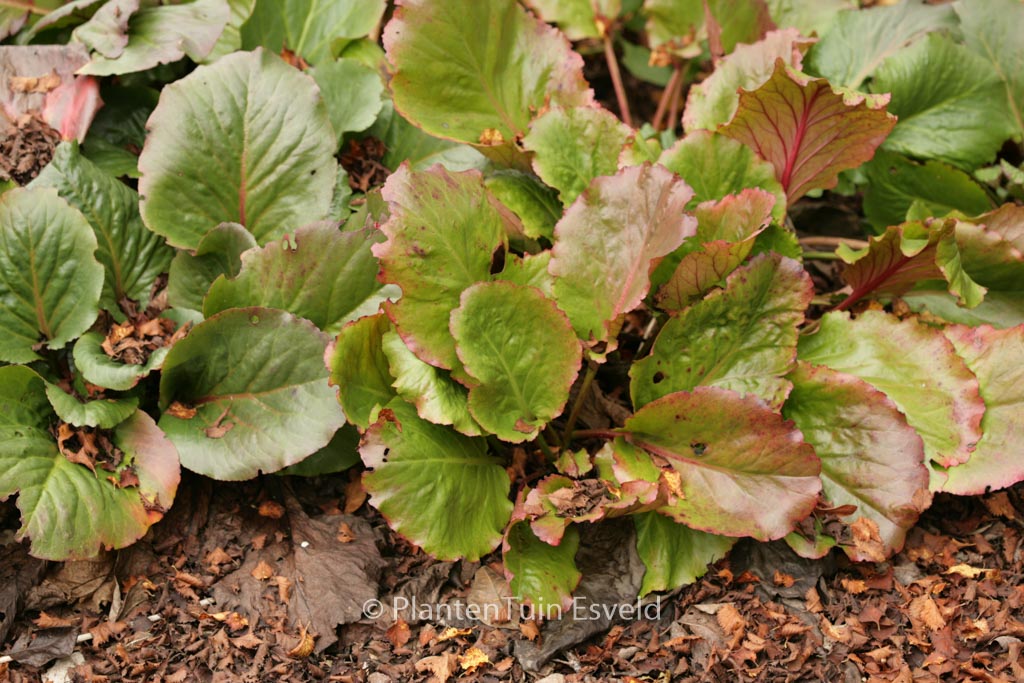 Bergenia ‘Rotblum’