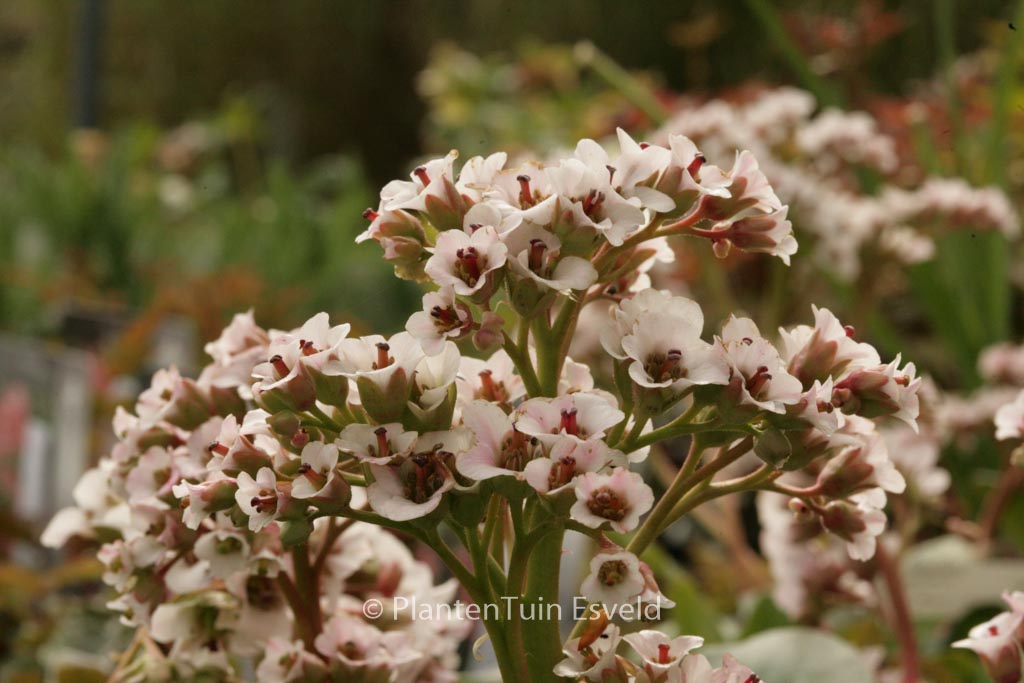 Bergenia ‘Silberlicht’