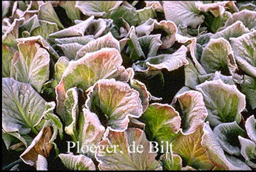 Bergenia cordifolia ‘Purpurea’