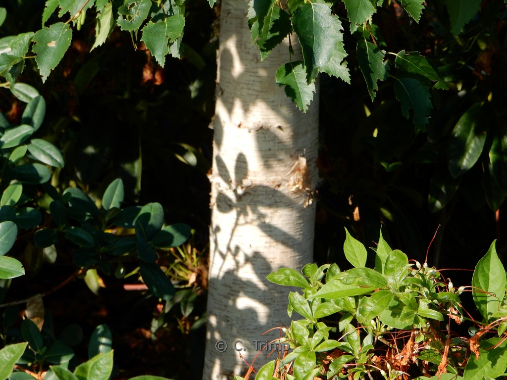 Betula ermanii ‘Holland’