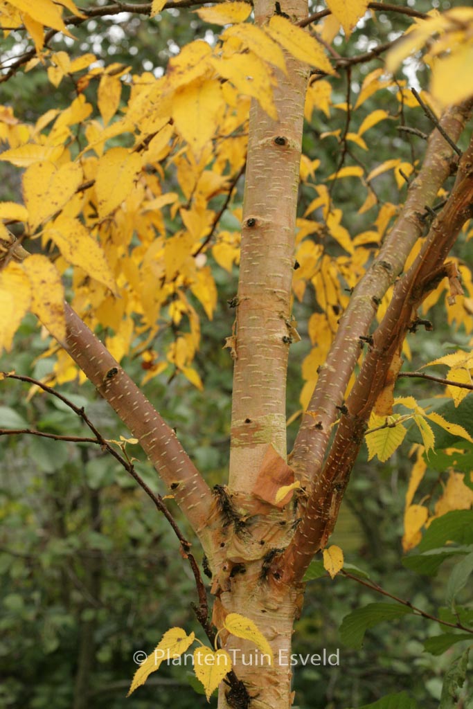 Betula ermanii ‘Mount Zao’