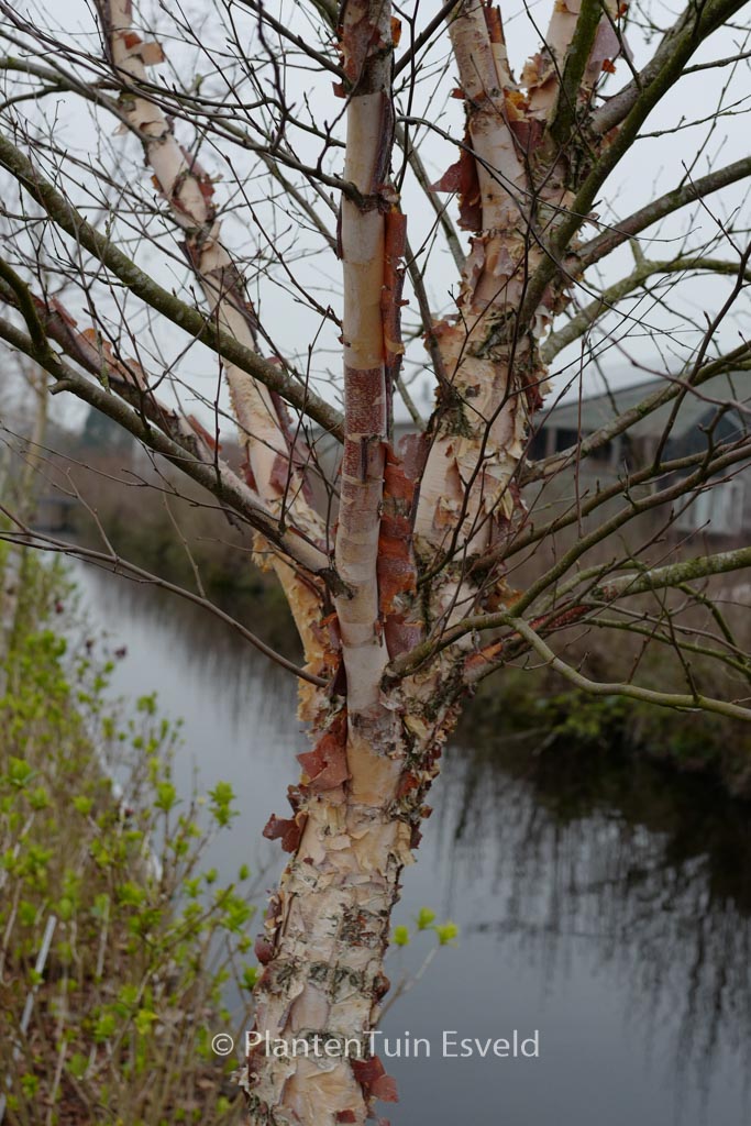 Betula nigra ‘Little King’ (FOX VALLEY)