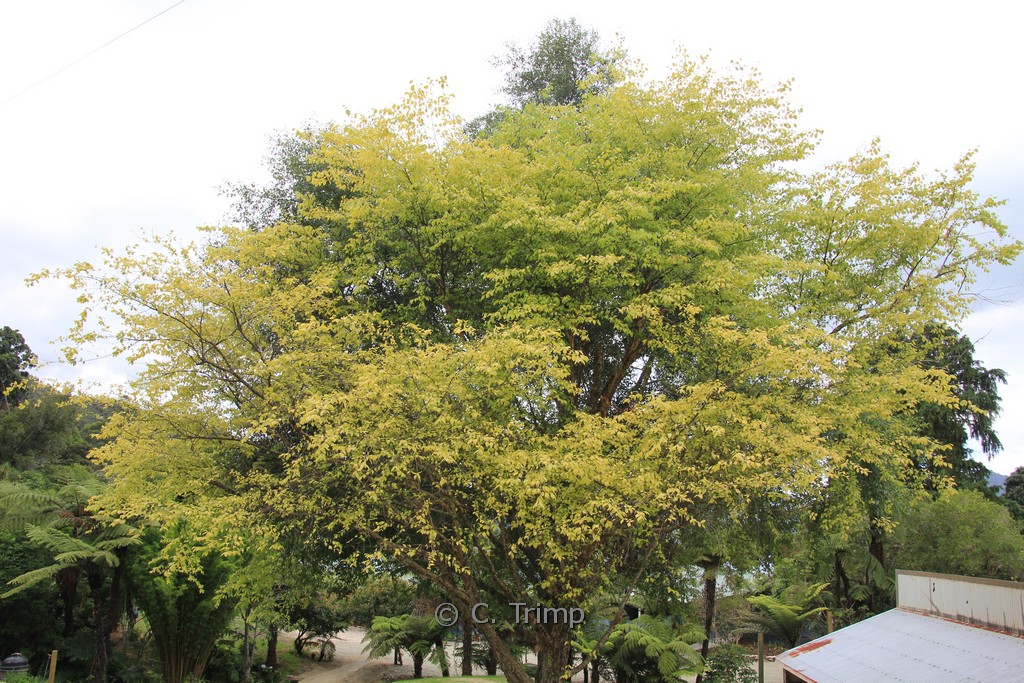 Betula pendula ‘Golden Cloud’