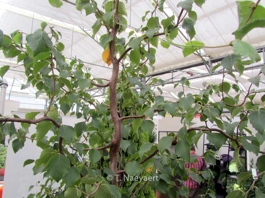 Betula pendula ‘Spider Alley’