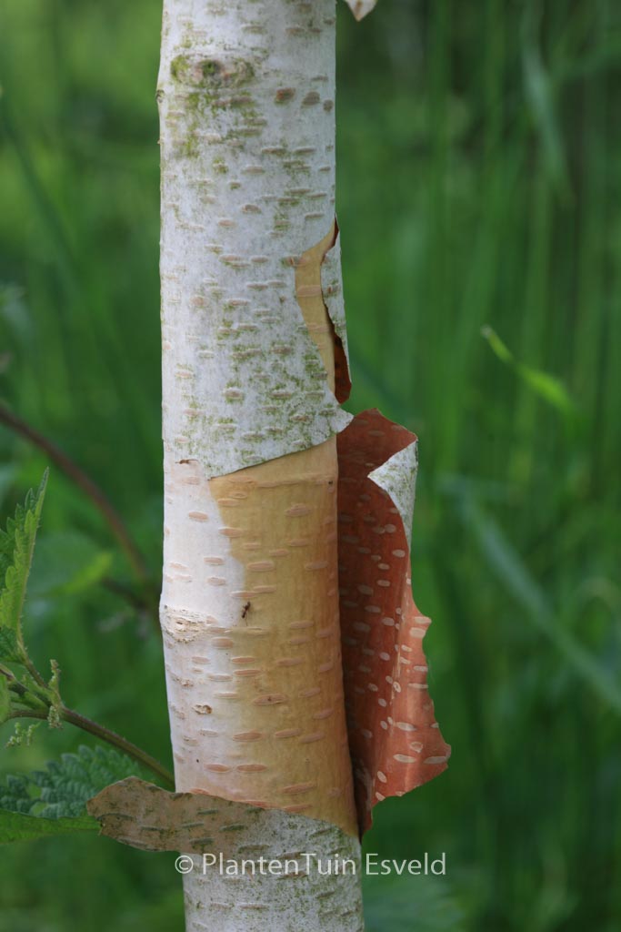 Betula utilis ‘Marble Stem’