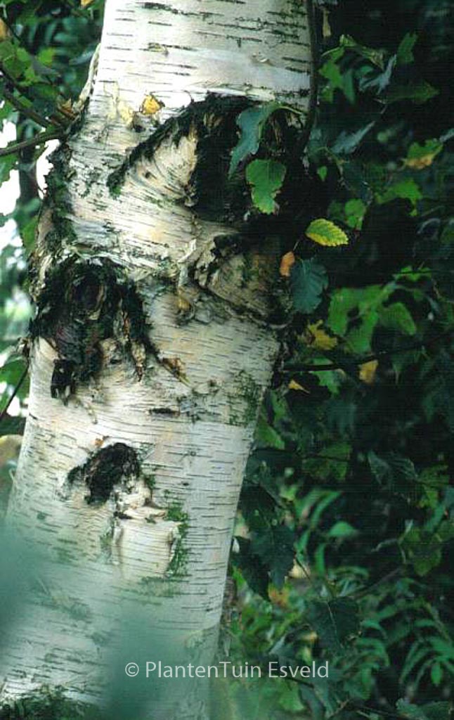Betula utilis ‘Werrington’