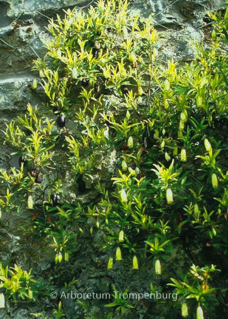 Billardiera longiflora