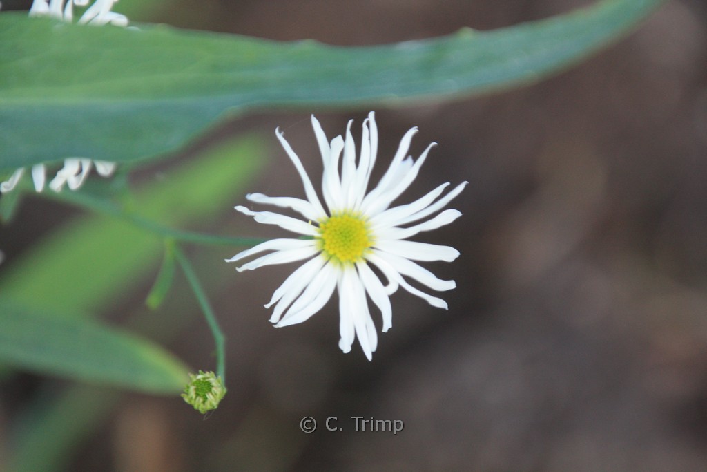 Boltonia asteroides ‘Snowbank’