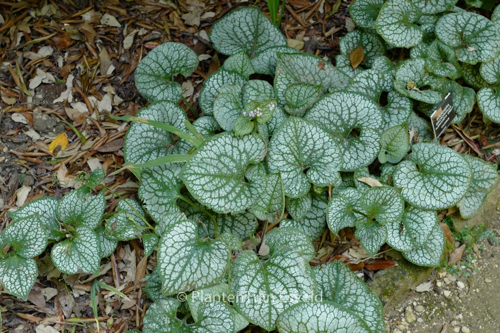 Brunnera macrophylla ‘Alexanders Great’