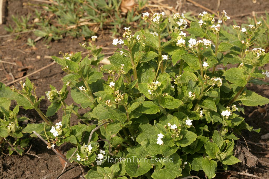 Brunnera macrophylla ‘Betty Bowring’