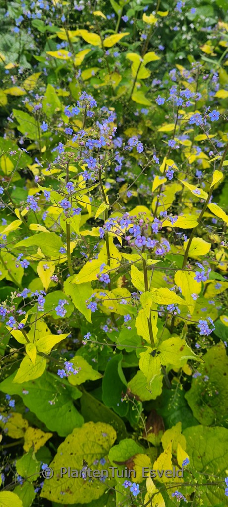 Brunnera macrophylla ‘Diane’s Gold’