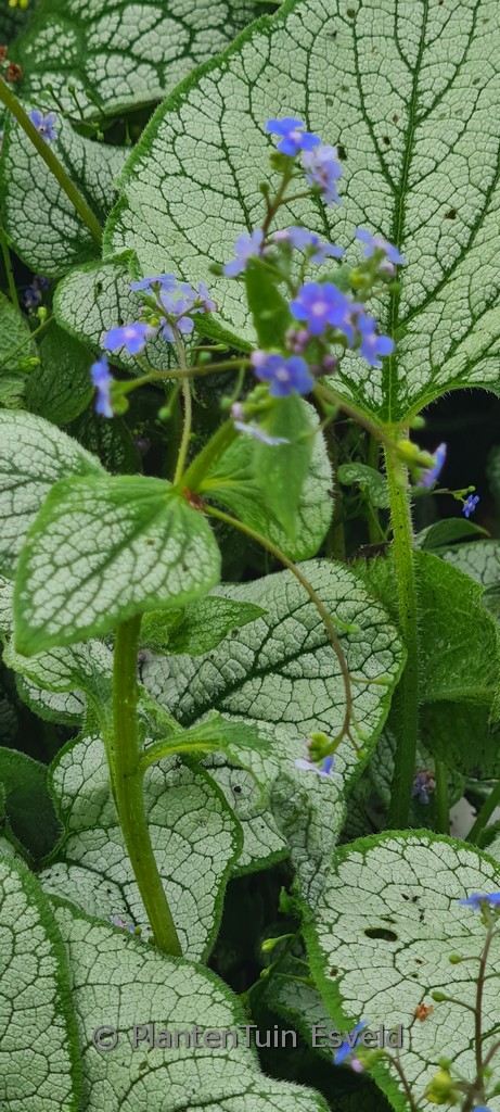Brunnera macrophylla ‘Silver Spear’