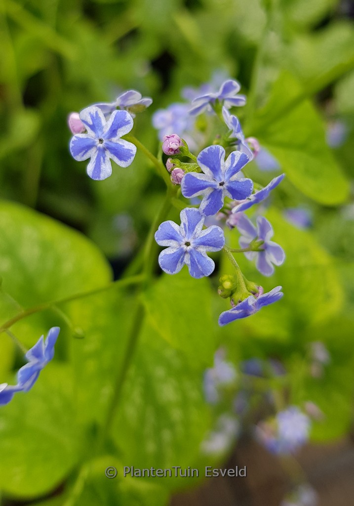 Brunnera macrophylla ‘Silver Star’