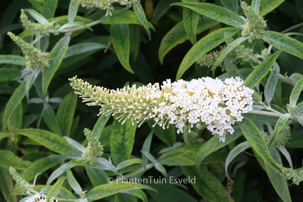 Buddleja ‘White Ball’