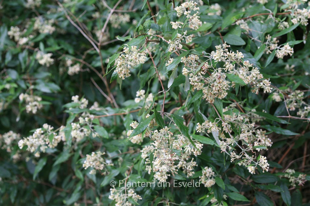 Buddleja auriculata