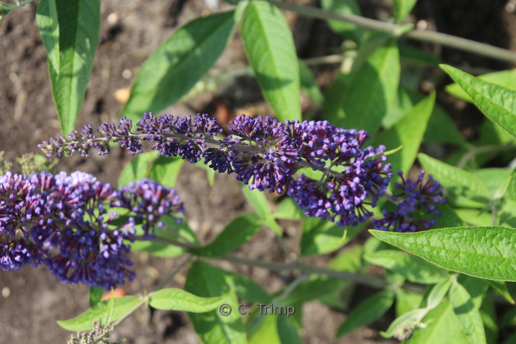 Buddleja davidii ‘Adokeep’ (ADONIS BLUE)