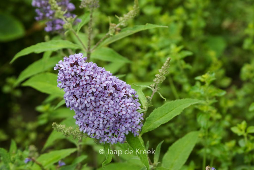 Buddleja davidii ‘Blue Chip’