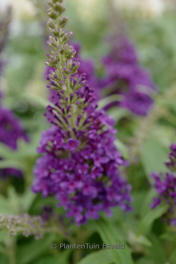 Buddleja davidii ‘Butterfly Candy Little Purple’