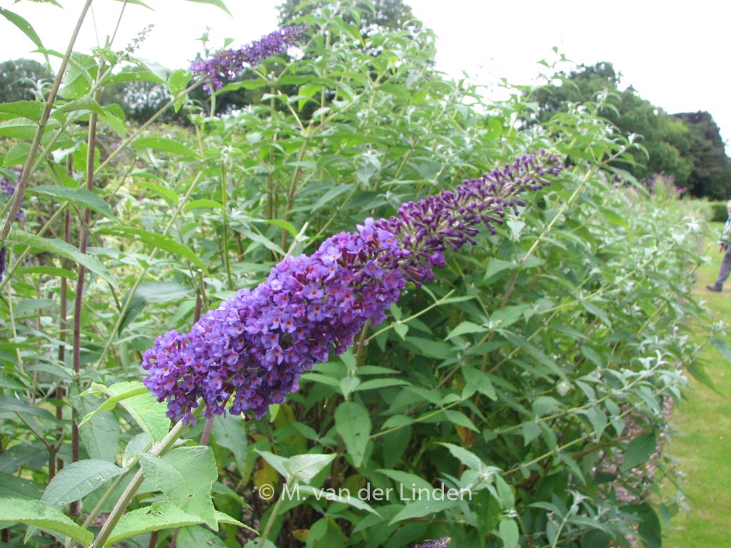 Buddleja davidii ‘Empire Blue’