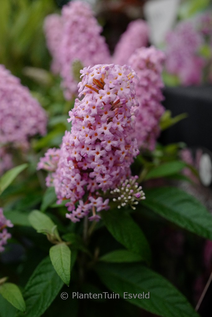 Buddleja davidii ‘Little Pink’ (BUTTERFLY CANDY)