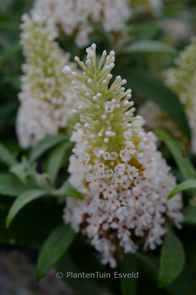 Buddleja davidii ‘Little White’ (BUTTERFLY CANDY)