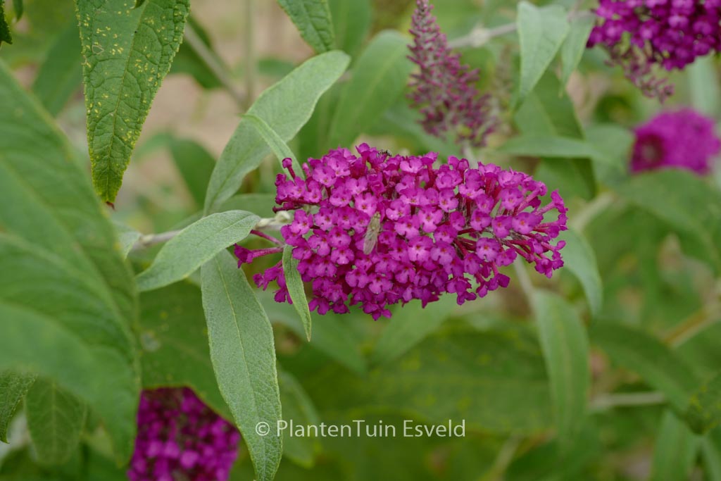 Buddleja davidii ‘Lonplum’ (SUGAR PLUM)
