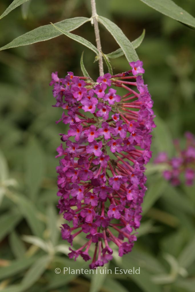 Buddleja davidii ‘Nanho Purple’