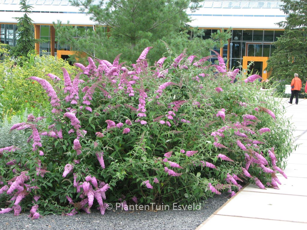 Buddleja davidii ‘Pink Delight’