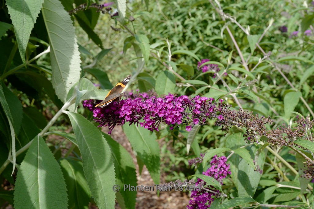 Buddleja davidii ‘Royal Red’