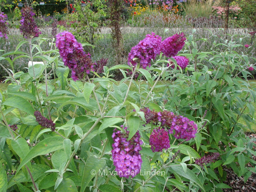 Buddleja davidii ‘Tobudpipur’ (BUZZ MAGENTA)