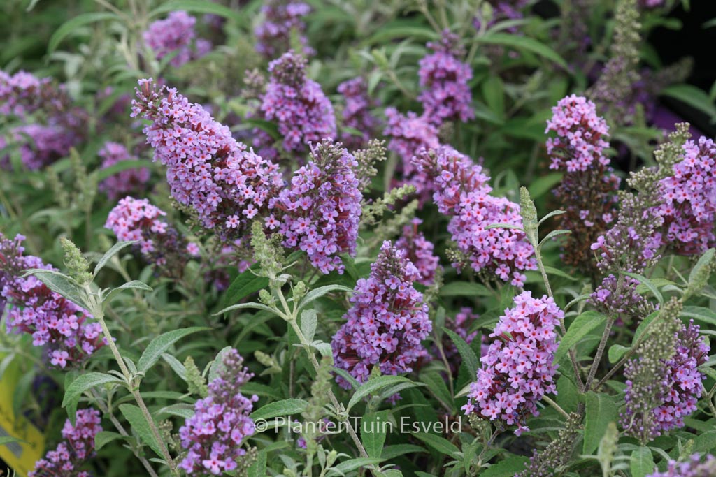 Buddleja davidii ‘Tobudskybl’ (BUZZ SKY BLUE)
