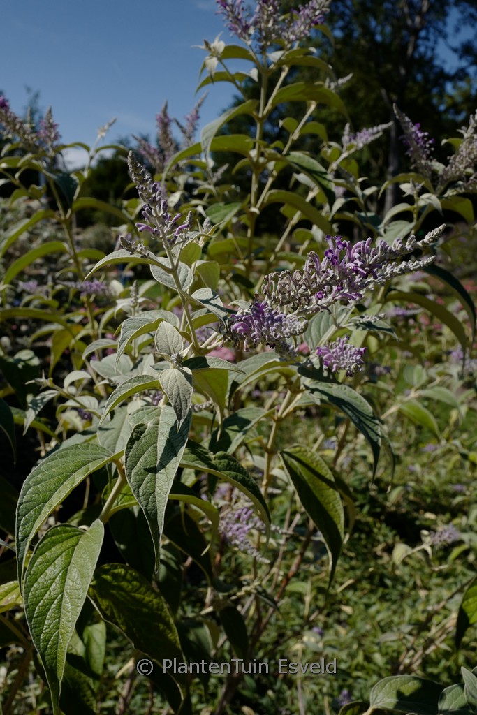 Buddleja delavayi