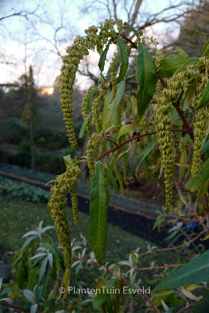 Buddleja forrestii
