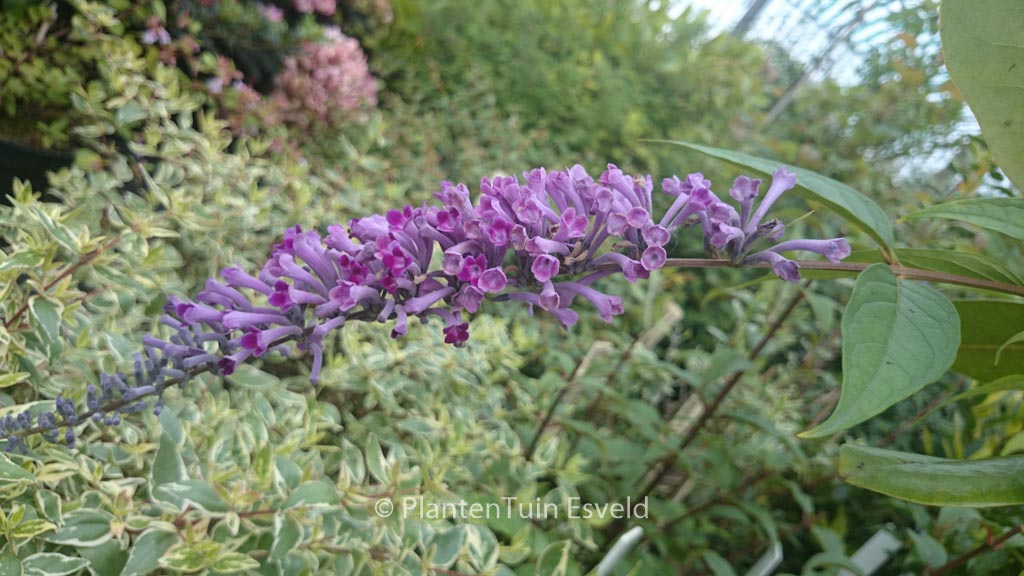 Buddleja lindleyana