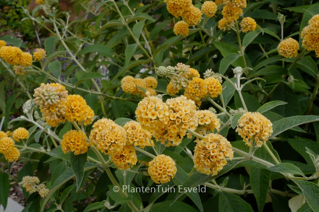 Buddleja weyeriana ‘Honeycomb’