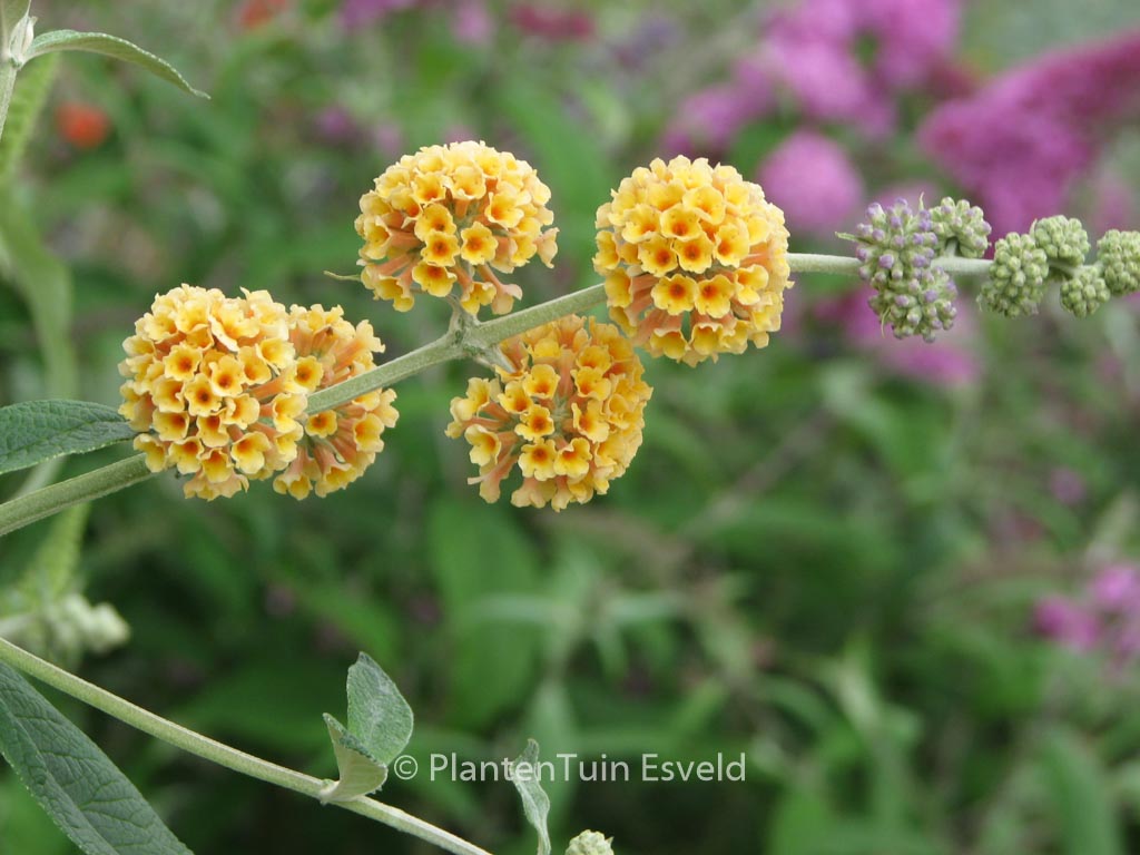 Buddleja weyeriana ‘Sungold’