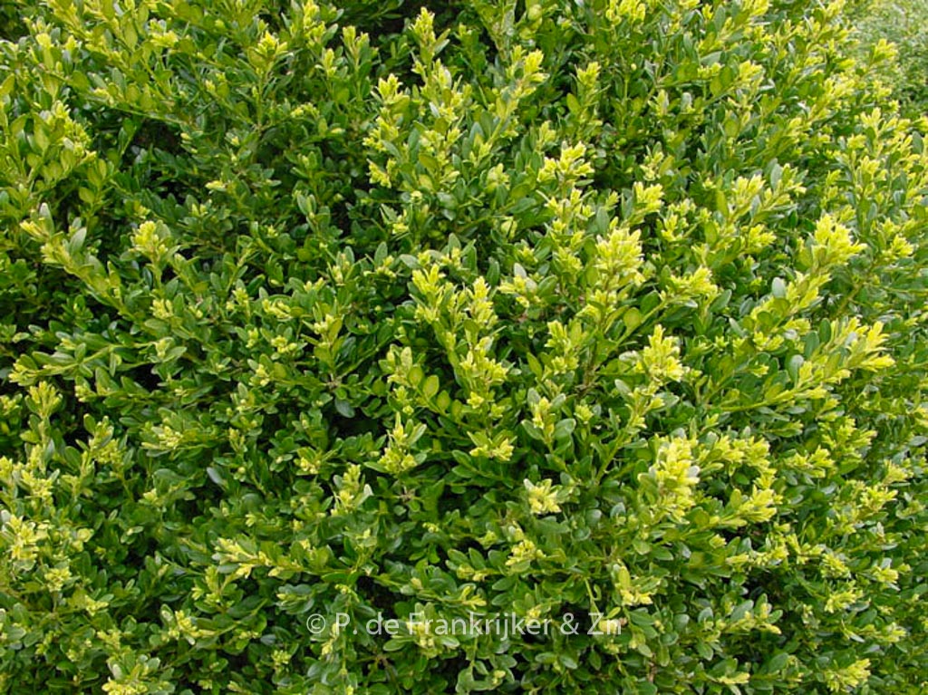 Buxus ‘Green Mound’