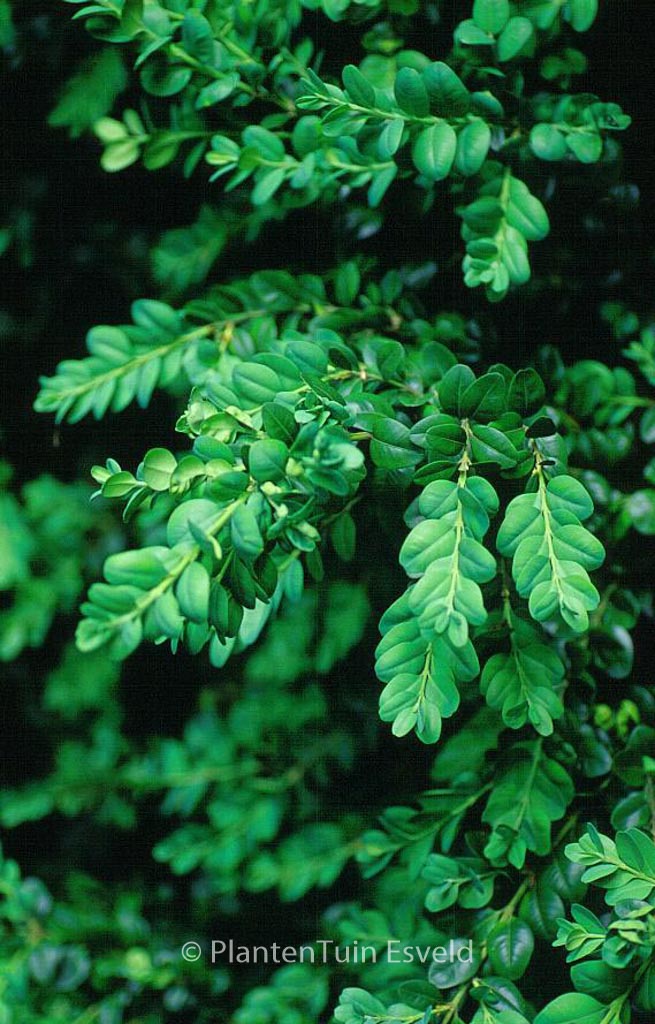 Buxus sempervirens ‘Bullata’