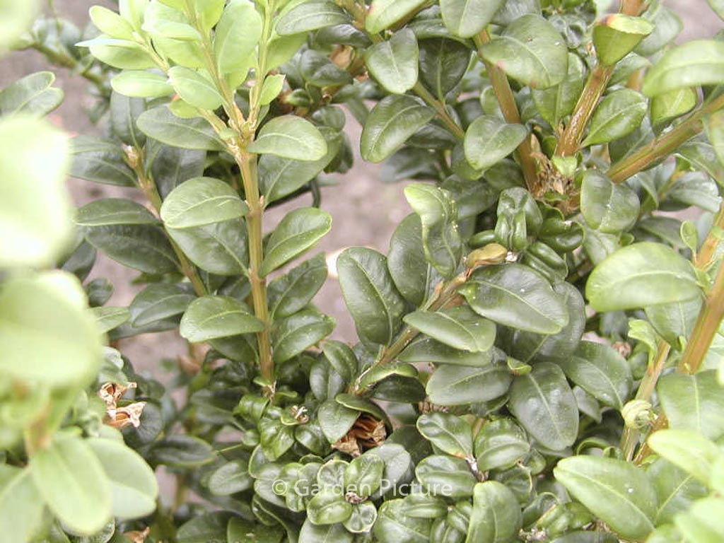 Buxus sempervirens ‘Handsworthiensis’