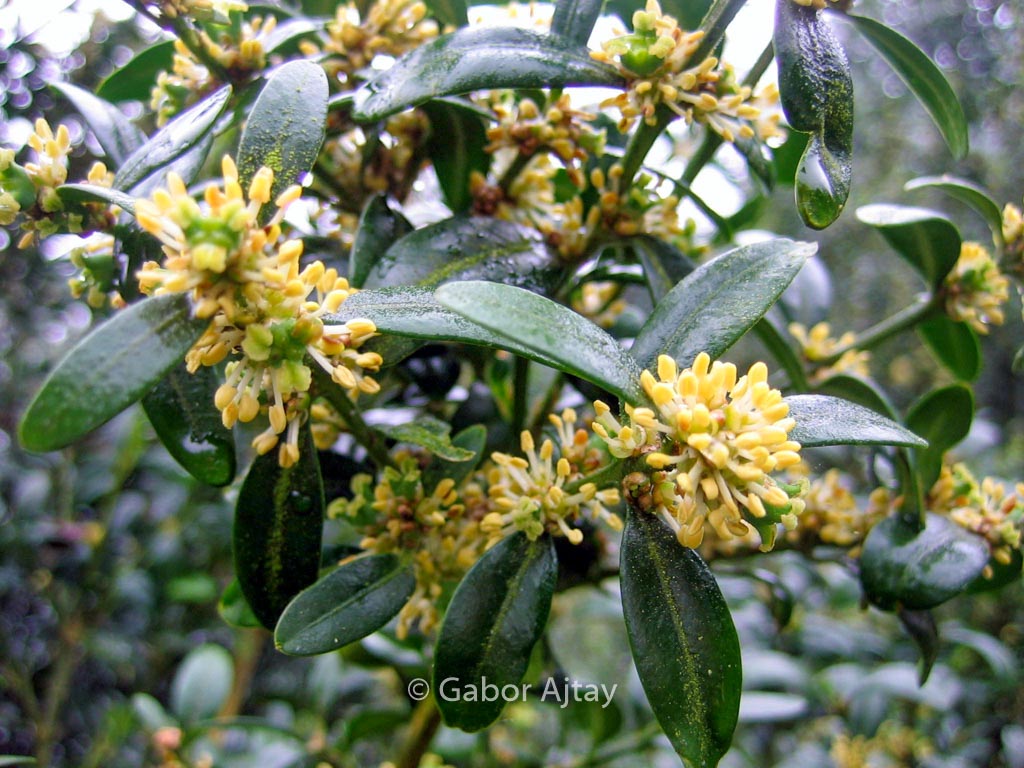 Buxus sempervirens ‘Hollandia’